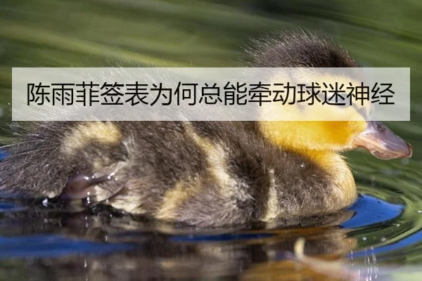 陈雨菲签表为何总能牵动球迷神经
